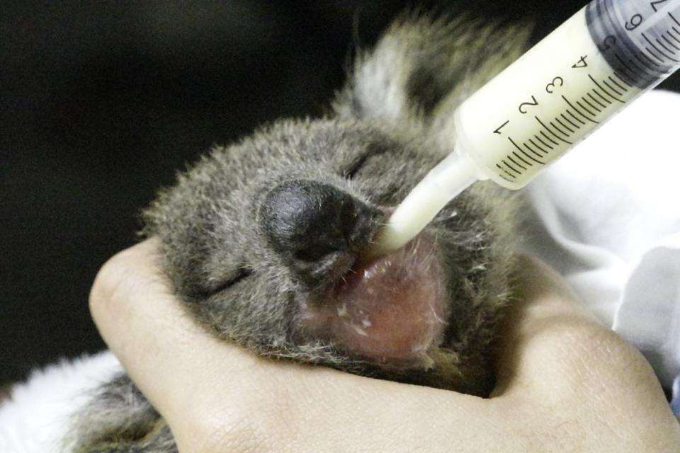 ▲臺北市立動物園1-2月份每週四的上午11點，歡迎大家到無尾熊館和保育員聊聊Joey人工育幼的甘苦。（圖／臺北市立動物園授權提供）