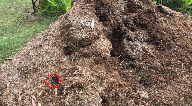 Answer: The snake's pattern can be seen through one of the hiding holes to the left of the mound. Source: Sunshine Coast Snake Catchers 24/7