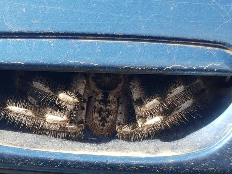 一隻毛茸茸的大蜘蛛躲在車門把內，塞好塞滿。（圖／翻攝自Australian spider identification page臉書）