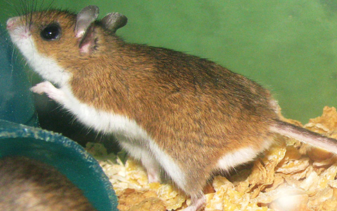 A deer mouse, Peromyscus maniculatus.