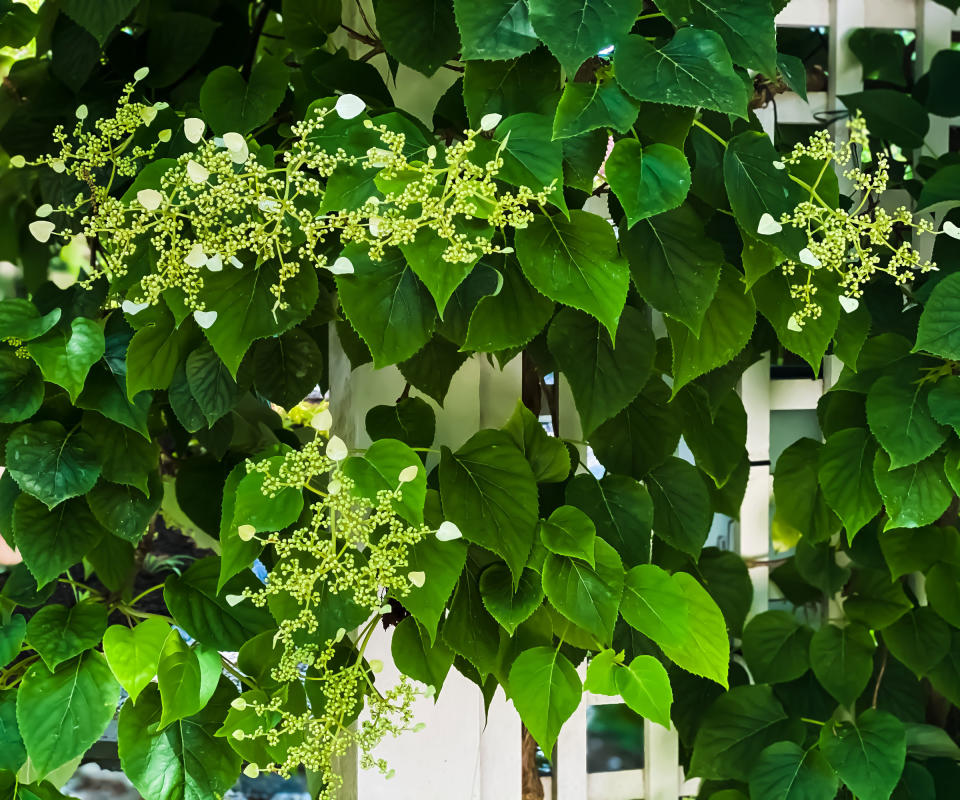 climbing hydrangea growing on fence