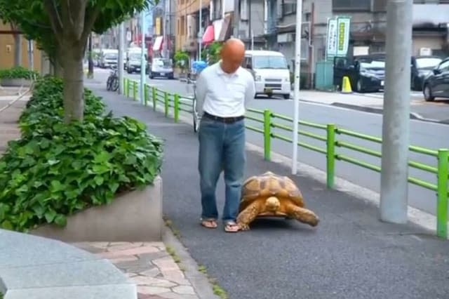 Reuters giant African tortoise walking Tokyo