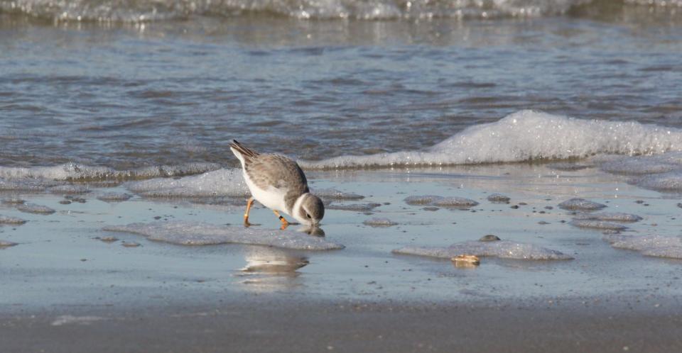 A Piping Plover born and banded in Michigan in 2020 has chosen Tybee as his winter home.