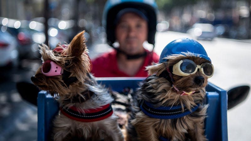 A photo of two dogs riding on the front of a motorbike. 