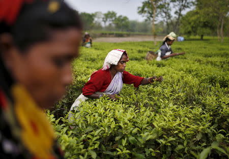 Tea garden workers pluck tea leaves inside Aideobarie Tea Estate in Jorhat in Assam, India, April 21, 2015. REUTERS/Ahmad Masood