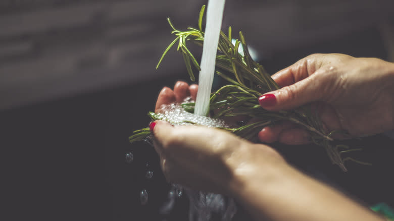 woman rinsing rosemary under faucet