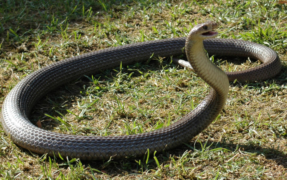 Eastern Brown Snake on grass.