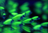 Genetically engineered Archocentrus Nigrofasciatus Var fish glow in a tank under a blacklight while being displayed at the 2010 Taiwan International Aqua Expo in Taipei October 29, 2010. The show features award winning aquatic breeds which will be displayed at the Taipei World Trade Centre from October 29 to November 1. REUTERS/Nicky Loh (TAIWAN - Tags: ANIMALS BUSINESS SOCIETY)