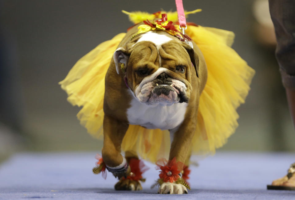 Addie, owned by Lisa Schnathorst of Overland Park, Kansas, walks across stage during the 34th annual Drake Relays Beautiful Bulldog Contest, Monday, April 22, 2013, in Des Moines, Iowa. The pageant kicks off the Drake Relays festivities at Drake University where a bulldog is the mascot. (AP Photo/Charlie Neibergall)