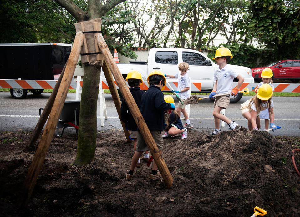 The strangler fig (Ficus aurea) planted Thursday was donated to the down by CC Growers of Boynton Beach. The event was coordinated by the Garden Club of Palm Beach.