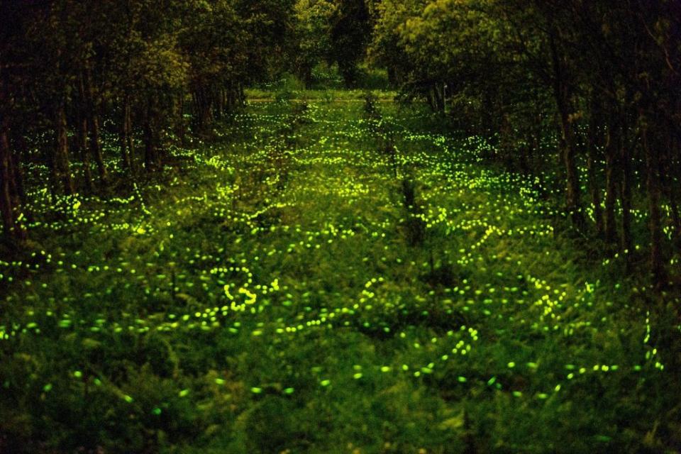 夜訪大農大富平森園區，欣賞夢幻螢光美景。(花蓮林管處提供)