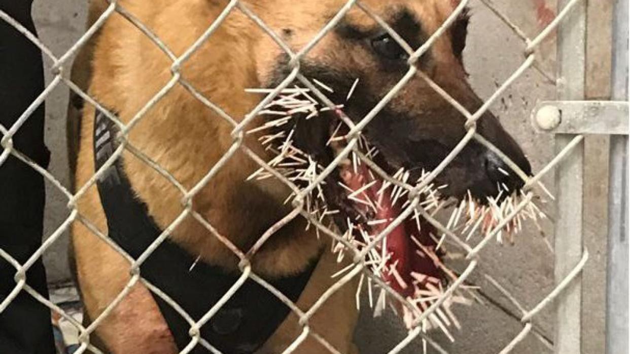 Odin was chasing down a suspect when he got entangled with a porcupine. (Coos County Sheriff's Office)