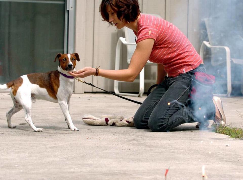 Dog trainer Denise Mullenix in Portland, Ore., gives food treats to Browser as she works to desensitize him before fireworks go off.