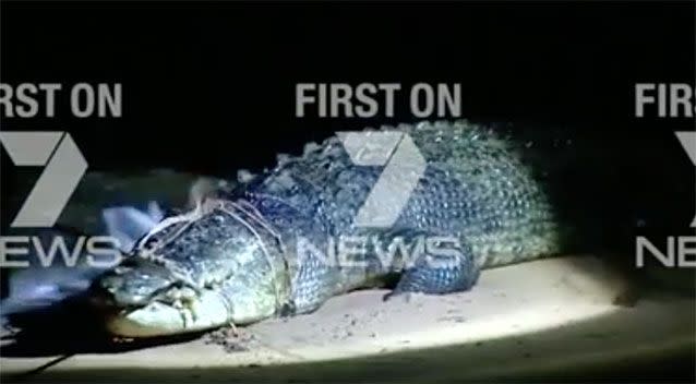 The massive croc was captured on a popular beach. Source: 7 News.