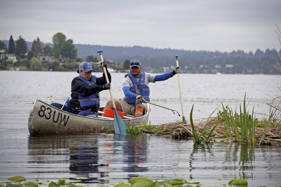 In this summer 2018 photo, volunteers with the Puget Soundkeeper Alliance look for marine debris in Washington state's Puget Sound during an annual clean-up day. The nonprofit organization has conducted two rounds of extensive water sampling for microplastic pollution in and around the Puget Sound using "citizen scientist" volunteers. (Puget Soundkeeper Alliance via AP)