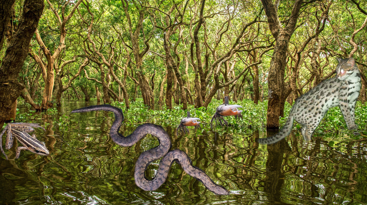 Plusieurs centaines d’espèces ont été observés dans la mangrove du sud du Cambodge. 