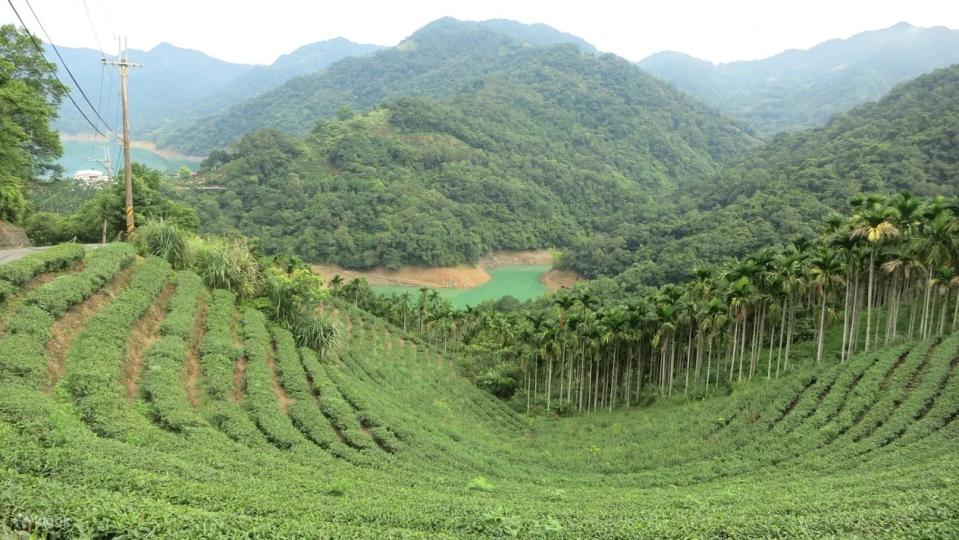 Pinglin and Maokong Tea Culture Day Tour from Taipei. (Photo: Klook SG)