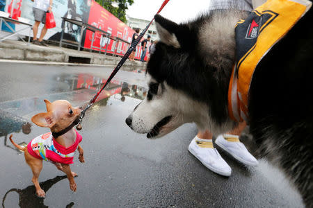 Pets get ready before running a mini-marathon for dogs in Bangkok, Thailand May 7, 2017. REUTERS/Jorge Silva