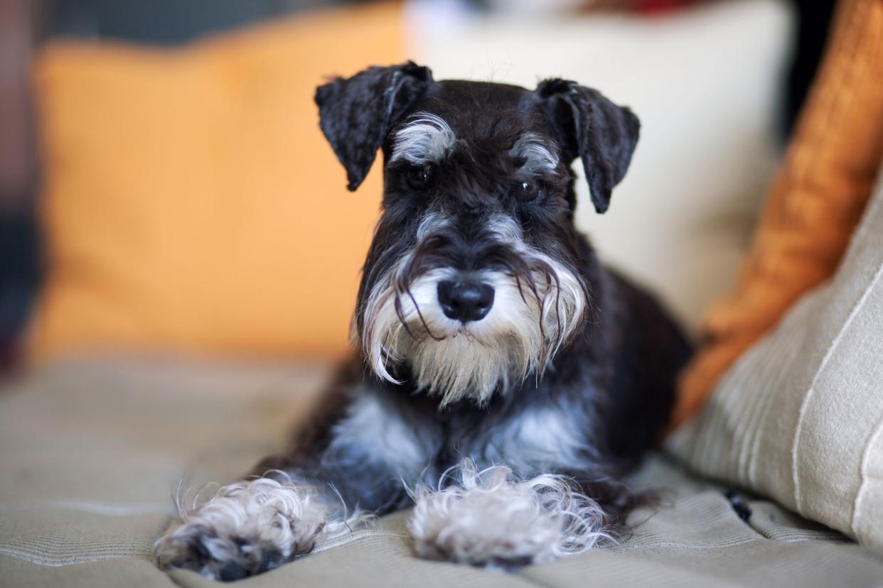 A white and black Schnauzer dog looking directing into the camera while laying on a grey couch, with a blurred background of decorative pillows on couch