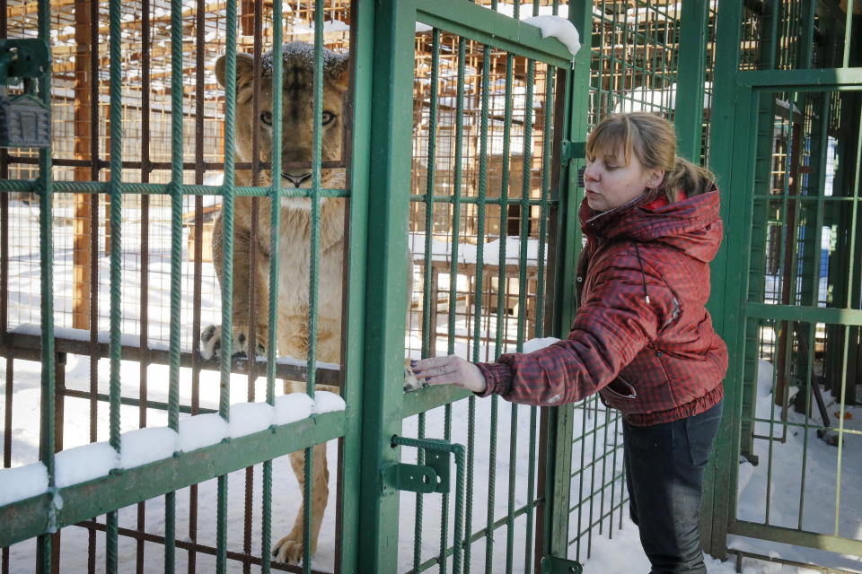 In this Wednesday, March 6, 2019 photo Veles Center's veterinarian Natalya Bondarenko communicates with lioness Elza in the Veles rehabilitation shelter for wild animals in Rappolovo village outside St. Petersburg, Russia. Some 200 wild animals are receiving care at the Veles Center, an out-of-the-way operation regarded as Russia's premier facility for rehabilitating creatures that were abandoned or fell victim to human callousness. (AP Photo/Dmitri Lovetsky)