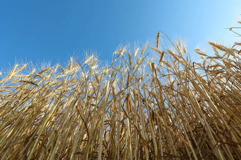 Close-up of wheats in a field during harvest Ozgun Tiran/Anadolu Agency via Getty Images