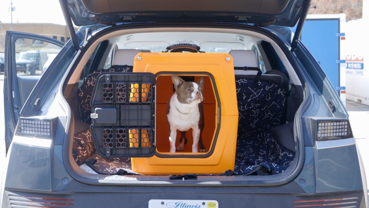a dog sitting in the trunk of a car