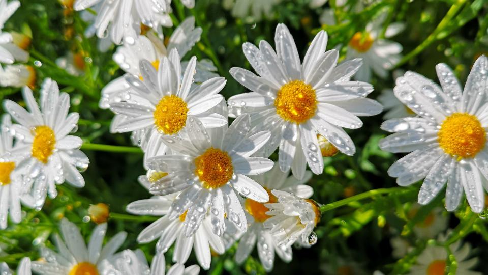 daisy flowers with water droplets