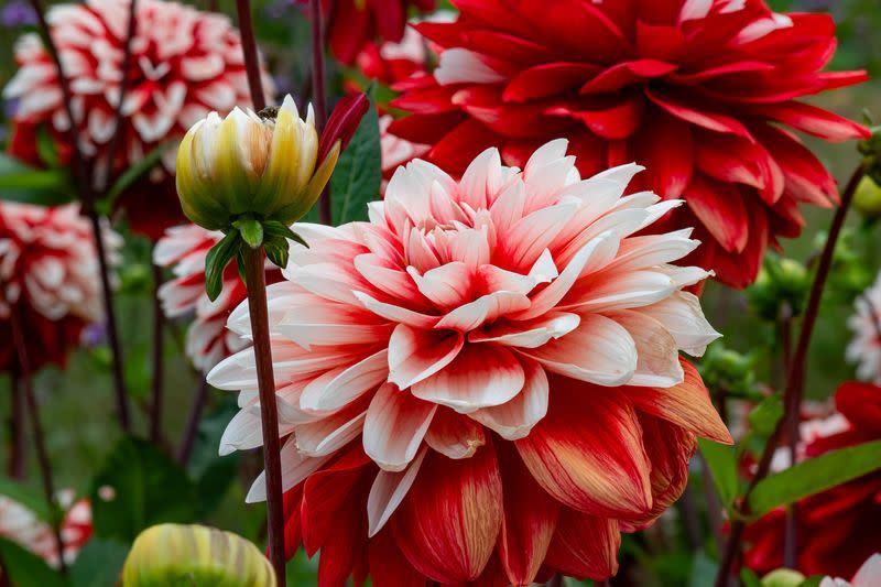 summer flowers dahlias