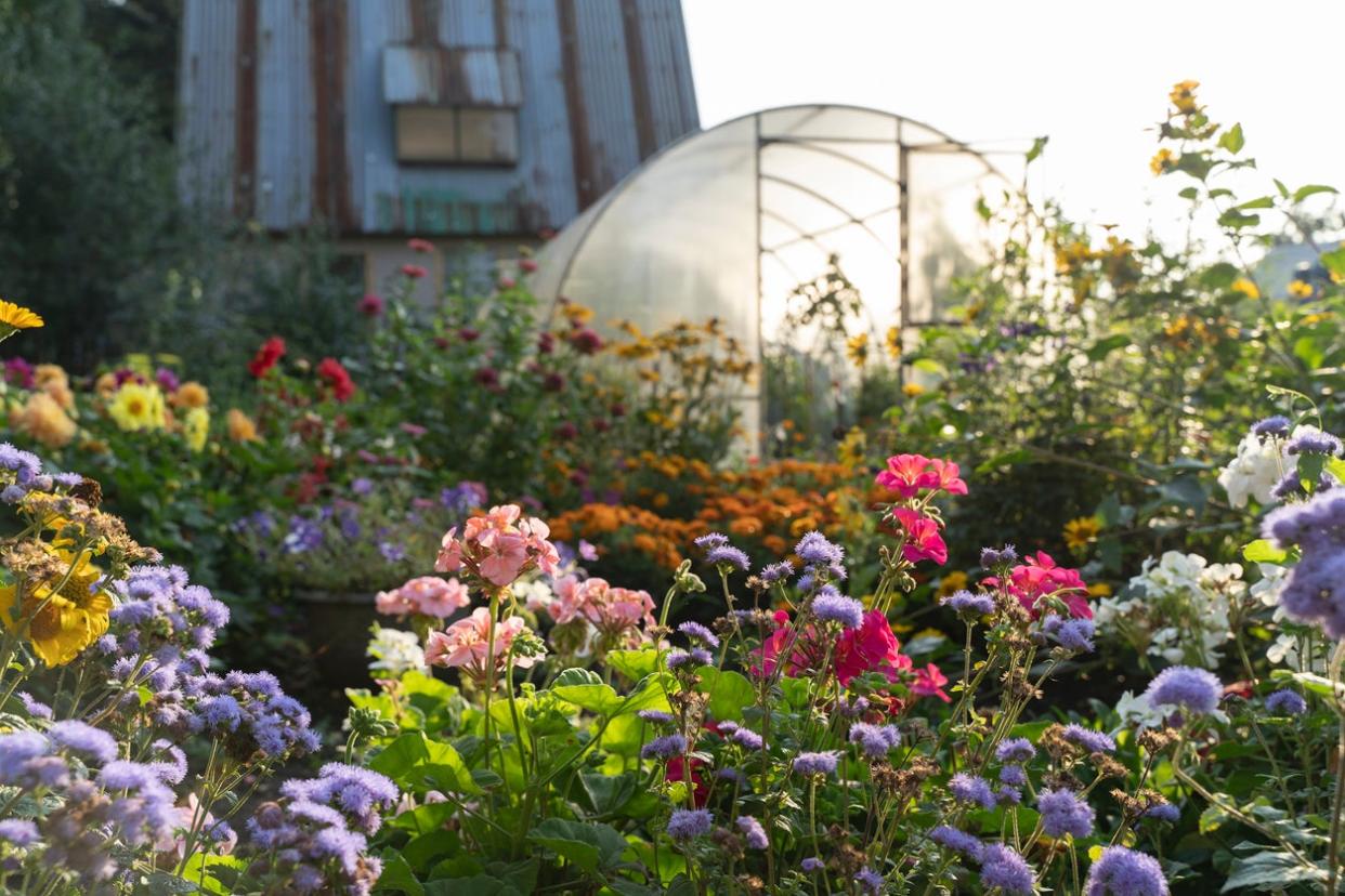 Flowering-plants-bloom-in-multicolors-in-front-of-a-greenhouse-that-is-sillouhetted-against-the-morning-sun