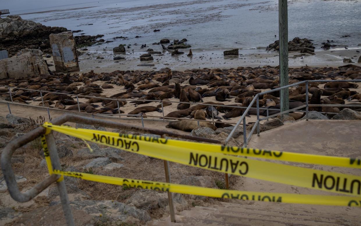 Authorities decided to temporarily close the beach