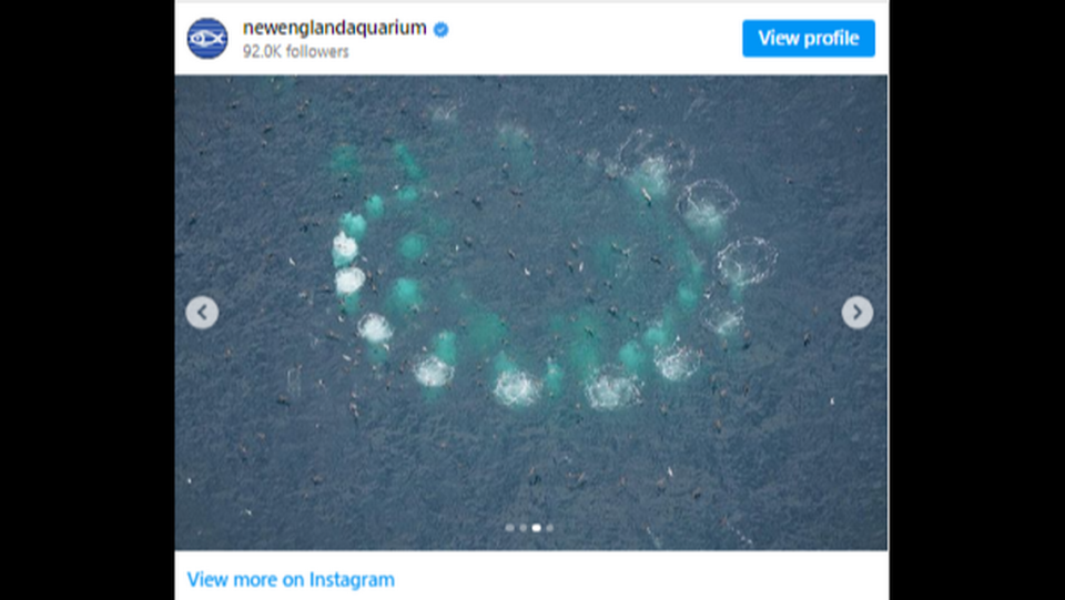 Salt was spotted bubble-net feeding, a hunting technique in which whales blow bubbles and swim in tight circles to trap fish as they’re pushed to the surface. NEAq Aerial Observers/Screengrab from a New England Aquarium Instagram post