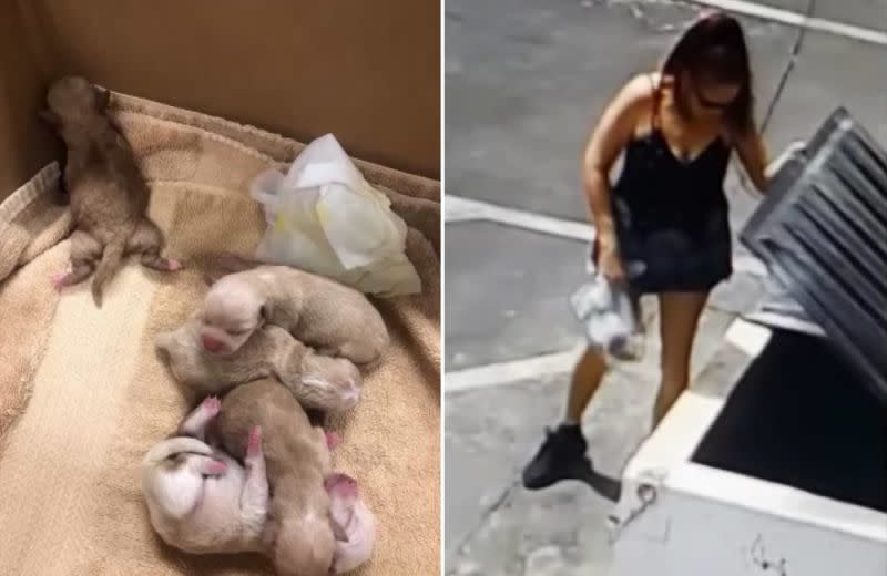 Se busca a la mujer que tiró una bolsa de cachorros junto a un contenedor de basura en Coachella