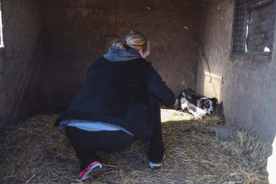 A Grass Roots Rescue volunteer attempts to lure an Australian Shepherd out of a Bridgeville corner in 2015.