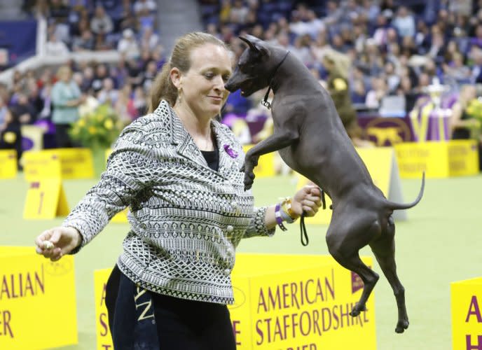 Canines compete in Westminster Dog Show 2024