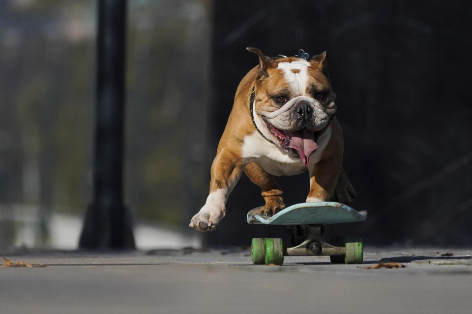 Un perro monta en patineta durante las celebraciones del "Día de los perros" en Santiago de Chile, el sábado 20 de julio de 2024. (AP Foto/Matias Basualdo)