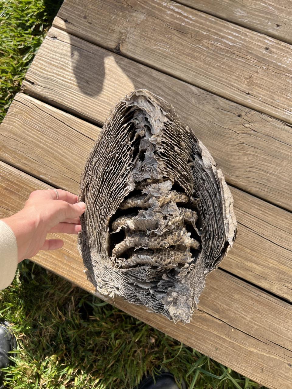 Inside of a wasp nest