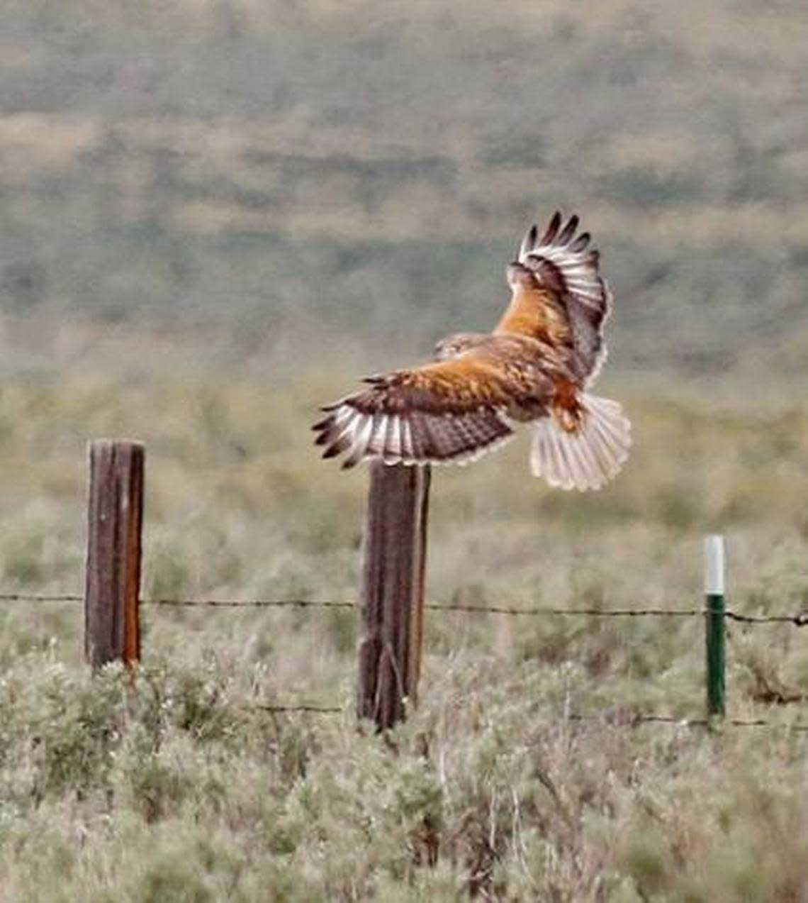 A ferruginous hawk flies low over sagebrush. Wallace Keck/National Park Service via Washington state Department of Fish and Wildlife