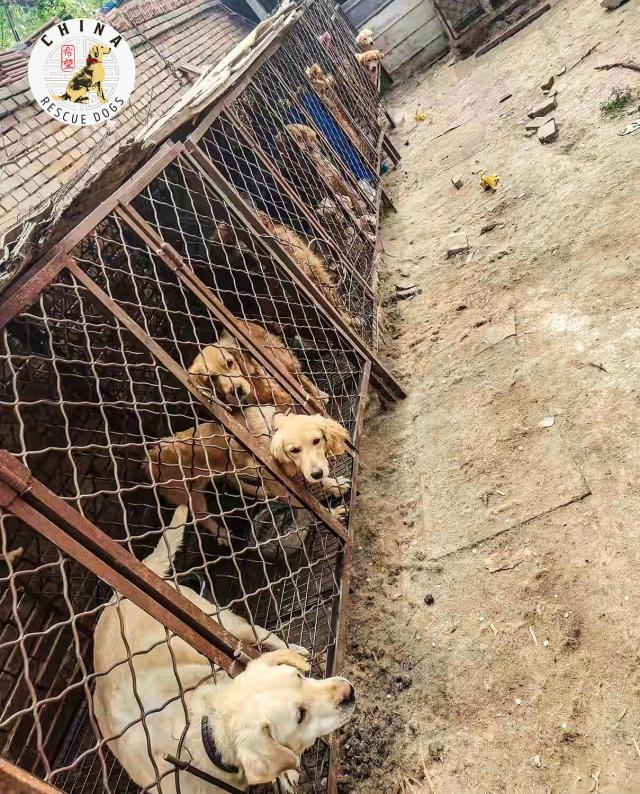 Rescue Group Working to Save Dozens of Golden Retrievers and Corgis from Slaughter in China