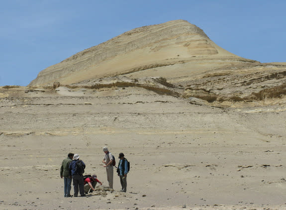 Fossils from an extinct dolphin species show that Huaridelphis raimondii once swam around the present day Ullujaya, Pisco Basin in Peru.