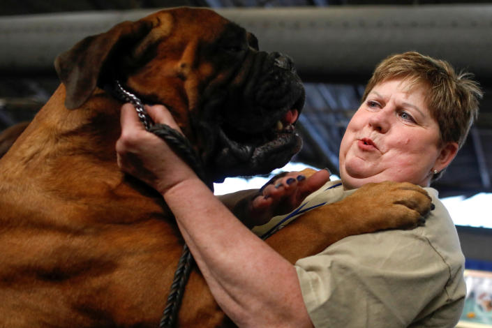 Sherry Boldt stands with her bullmastiff Marshall on the AKC Meet the Breeds day ahead of the 143rd Westminster Kennel Club Dog Show in New York, Feb. 9, 2019. (Photo: Andrew Kelly/Reuters)
