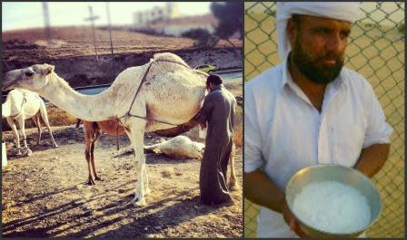 Milk Money: Introducing camel milk to the formal market could be an area for economic development.