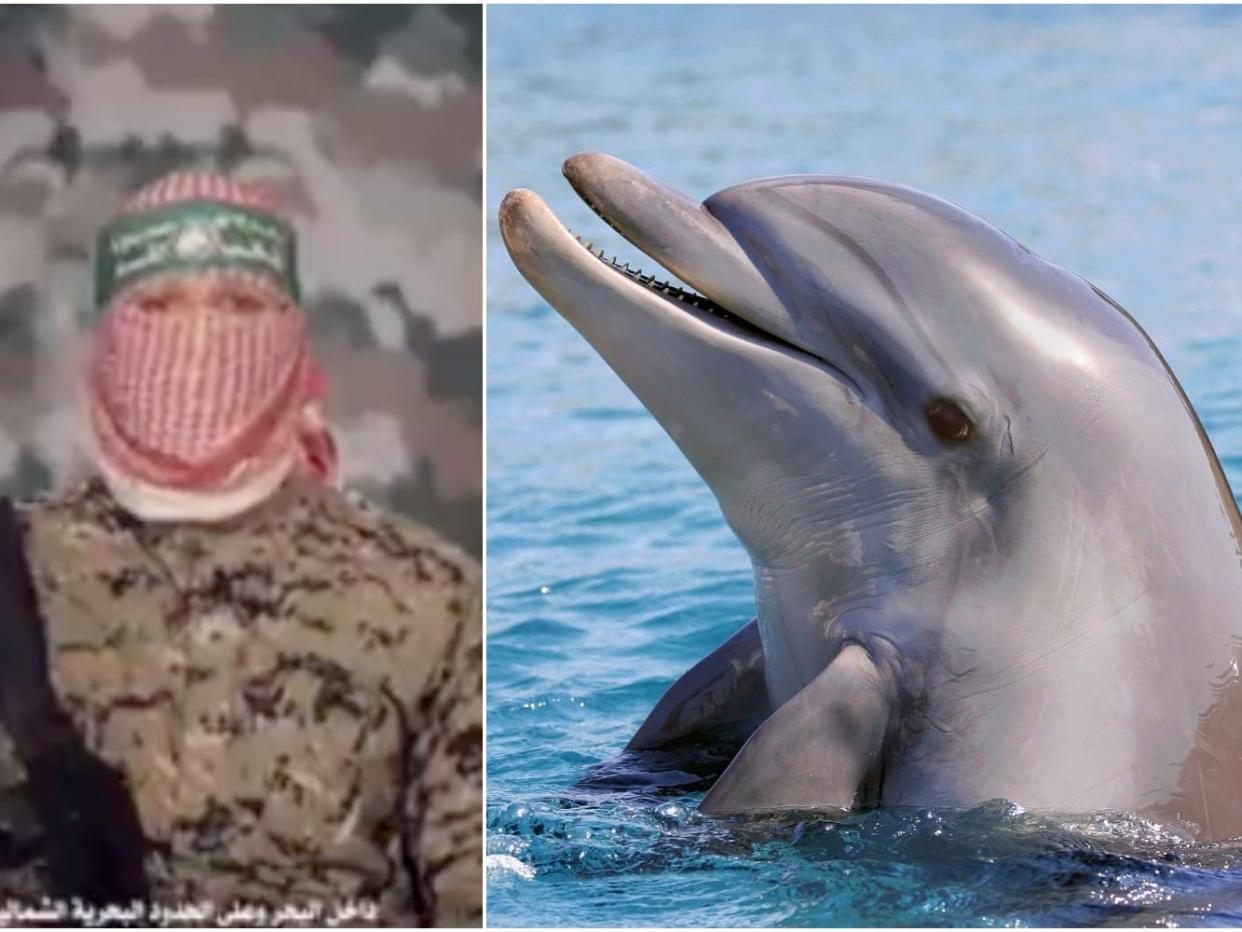 A Hamas spokesperson, left, and a dolphin, right.