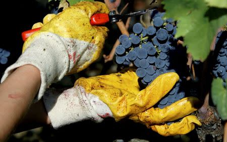 FILE PHOTO: A grape-picker cuts a bunch of Sangiovese grapes during the harvest at the Biondi Santi vineyard in the Val d'Orcia, close to the Tuscan town of Montalcino in central Italy September 22, 2004. REUTERS/Max Rossi/File Photo