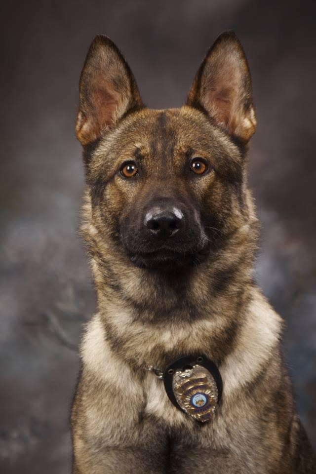 K-9 Quinn, a German Shepard, retired from East Lansing Police Department on Jan. 1, 2022.