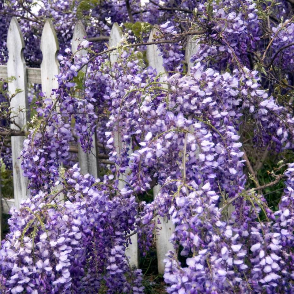 La glicinia puede alcanzar 40 pies de altura y anchura. Sus racimos de fragantes flores blancas o lavanda son iconos de la primavera.