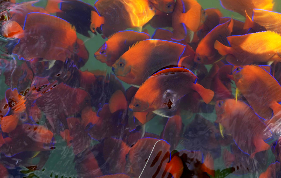 Clarion angelfish swim inside a tank at a breeding facility in Buleleng, Bali, Indonesia, Wednesday, April 13, 2022. (AP Photo/Tatan Syuflana)