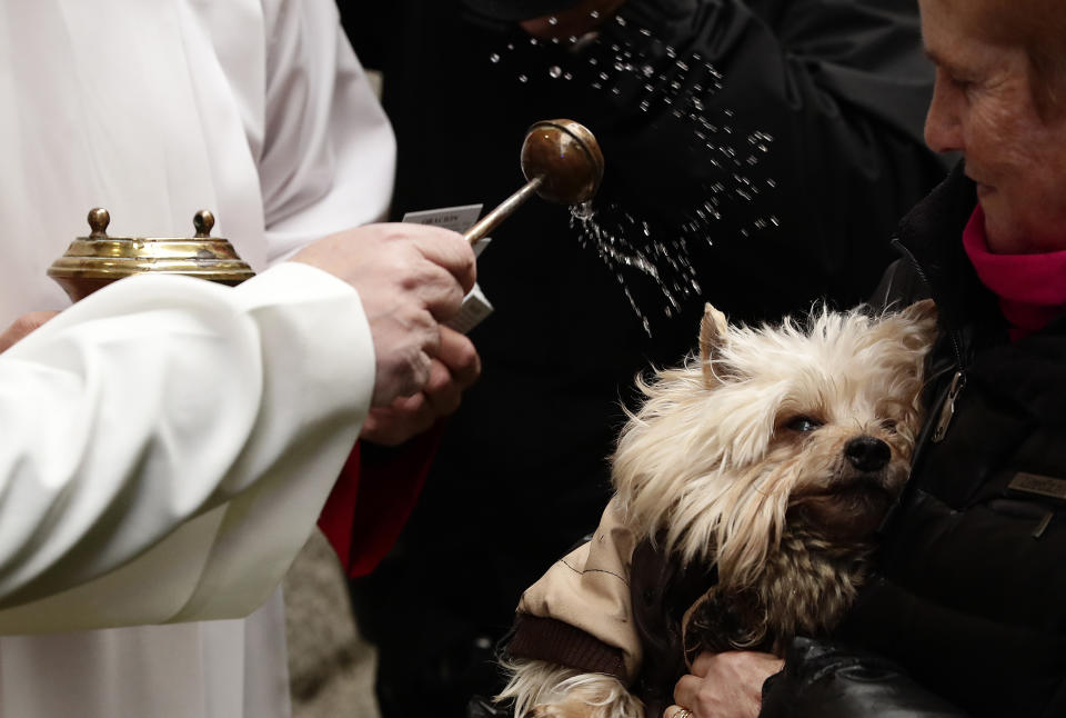 A priest anoints a dog at the during the feast of Saint Anthony in Madrid, Jan. 17, 2019. (Photo: Manu Fernandez/AP)