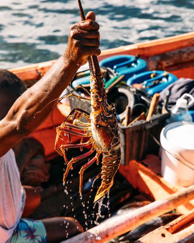 <p>Chris Simpson</p> Spiny lobster is a must-try local dish
