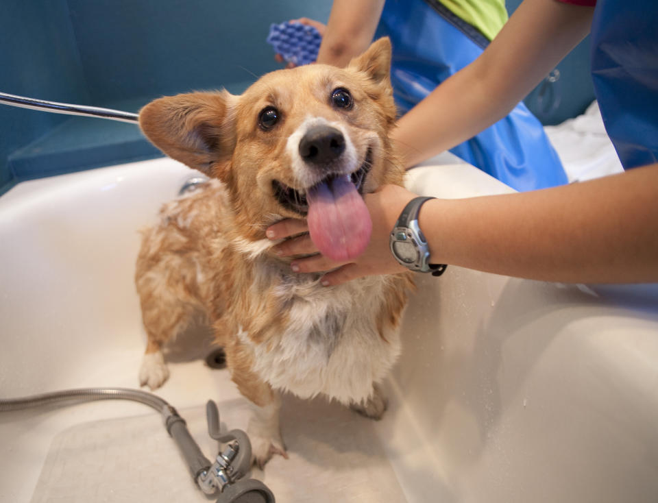 A Welsh Pembroke corgi gets a bath at a dog wash.