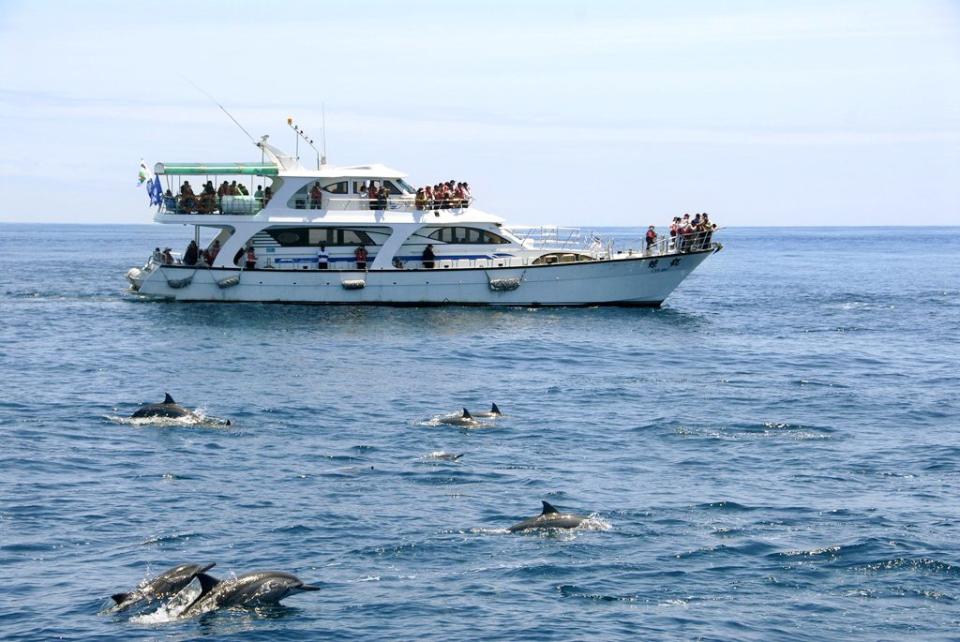 暑假是登龜山島及賞鯨黃金期，鯨豚常群聚出現。（東北角管理處提供）